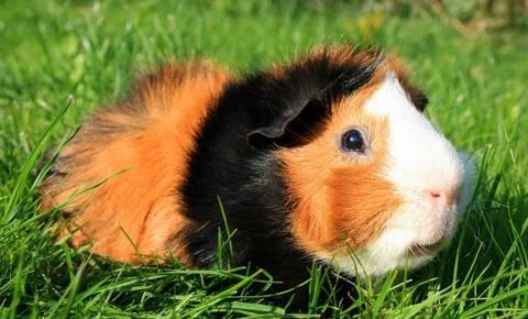 Guinea Pig Stock Photos