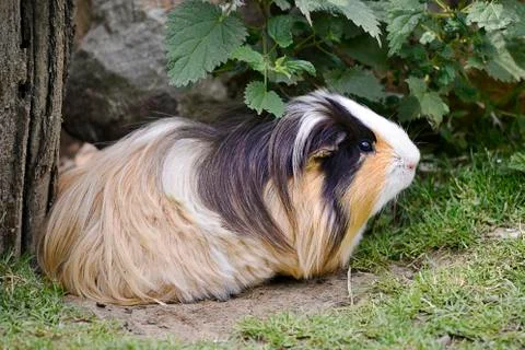 Guinea pig Stock Photos
