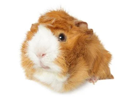 Guinea pig Stock Photos