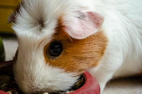 Guinea pig Stock Photos