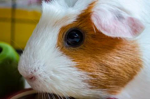 Guinea Pig Stock Photos