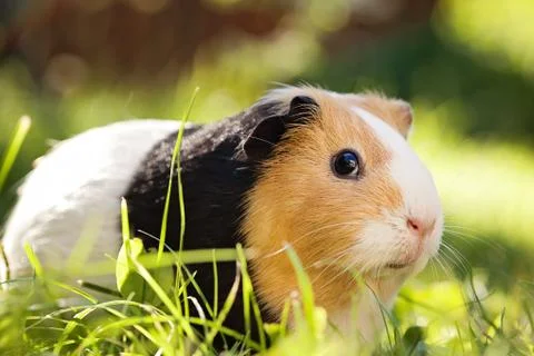 Guinea pig Foto stock