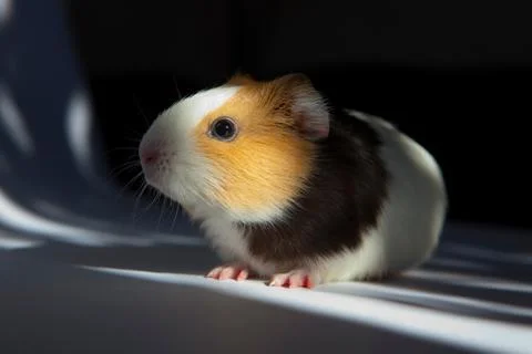 Guinea pig Stock Photos