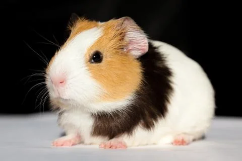 Guinea Pig Stock Photos