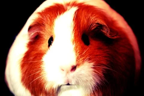 Guinea Pig Stock Photos