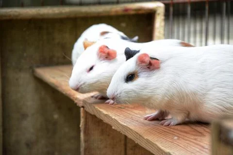 Guinea pig Stockfoto's