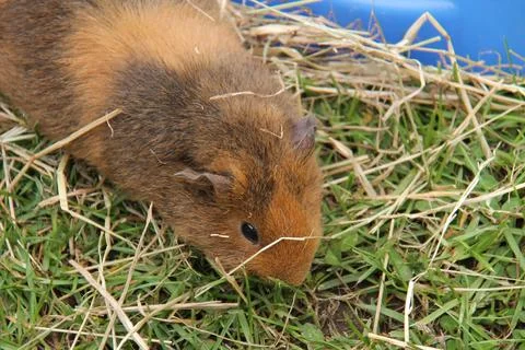 Guinea Pig. Stock Photos