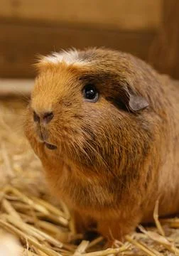 Guinea Pig Stock Photos
