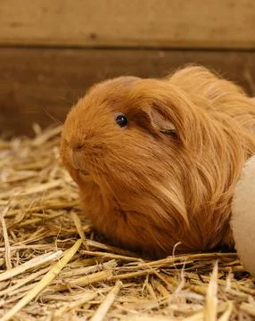 Guinea Pig Stock Photos