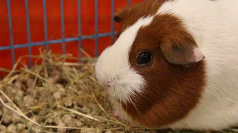 Guinea pig portrait Stock Footage 46786899