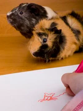 Guinea pig posing for drawing Stock Photos
