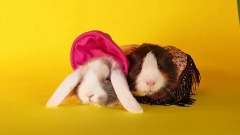 Guinea pig with rabbit. Resting animals. Pets together. Stock Footage 96368699