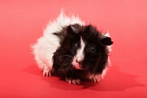 Guinea pig on red background Stock-Fotos