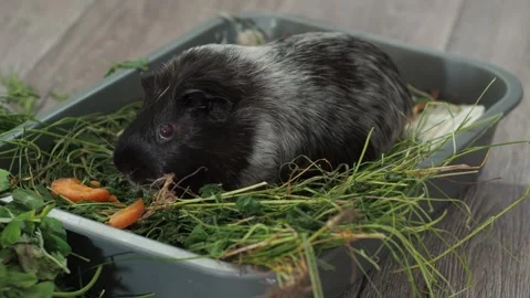 The guinea pig is remarkably selective, choosing only young, tender grass shoots Stock Footage 278114617