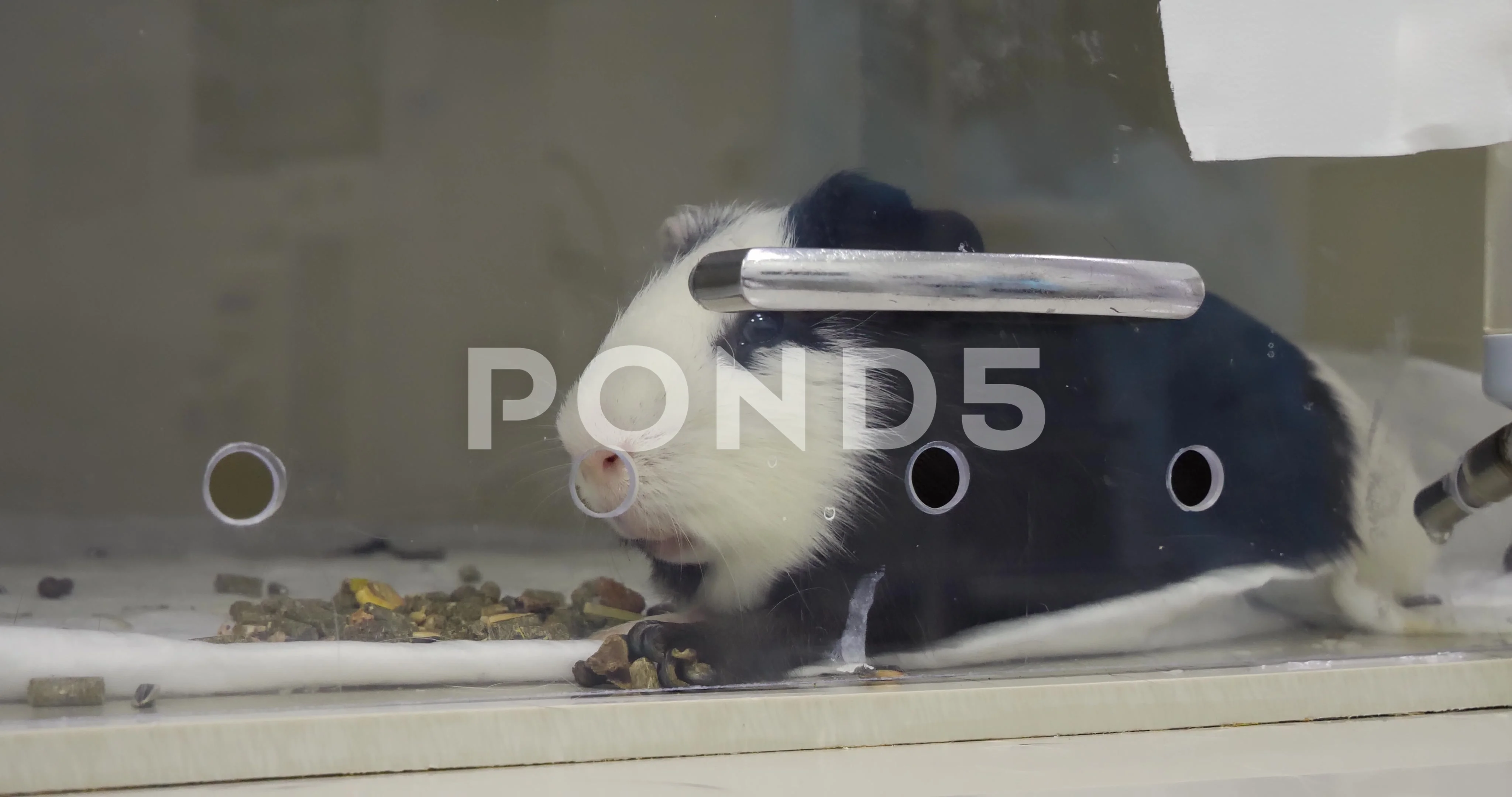 Guinea store pig hospital