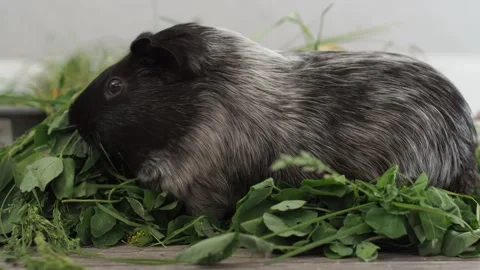 The guinea pig is selective, choosing only certain parts of plants. Stockbeeldmateriaal 278095042