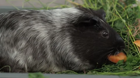 The guinea pig shows an impressive ability to find the juiciest areas of the law Stockbeeldmateriaal 278095124