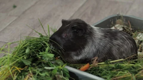 Guinea pig shows an impressive ability to find the most nutritious Video stock 278115455
