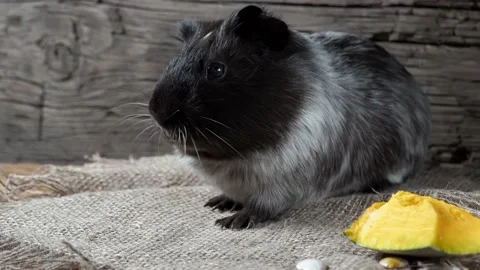 Guinea pig sits on burlap. Old wooden background. Looking into the camera. 動画素材 169458998
