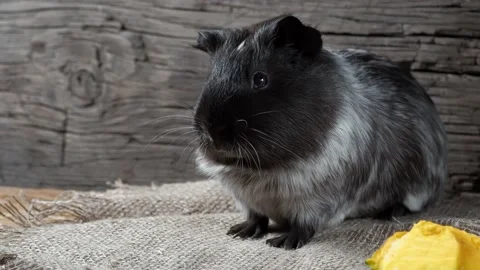 Guinea pig sits on burlap. Old wooden background. Looking into the camera. 動画素材 169459088