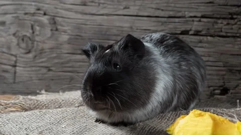 Guinea pig sits on burlap. Old wooden background. Looking into the camera. Video stock 169459366