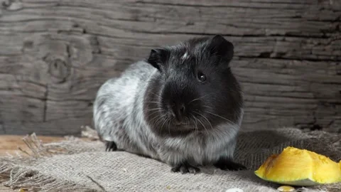 Guinea pig sits on burlap. Old wooden background. Looking into the camera. Video stock 169459744