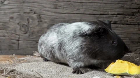 Guinea pig sits on burlap. Old wooden background. Looking into the camera. Video stock 169459780