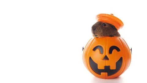 Guinea pig sitting in Halloween trick or treat bucket on white background Stock Photos