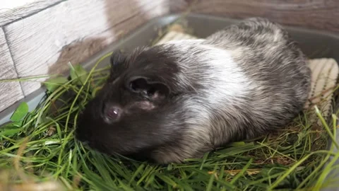The guinea pig skillfully maneuvers between garden plants, selecting the most ap Video stock 278094369
