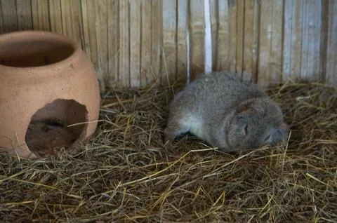 A guinea pig sleeping in the haystack Foto stock