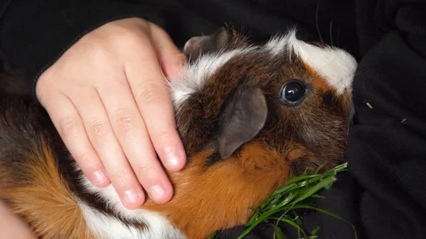 A guinea pig is stroked while eating grass Stock Footage 128129315