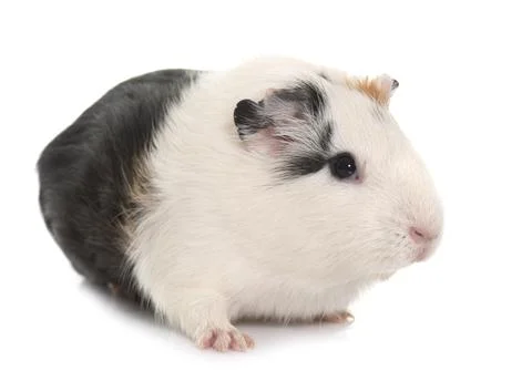 Guinea pig in studio Stock Photos
