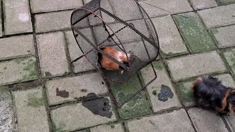Guinea Pig Trapped Safely Under Metal Mesh Cage Dome Stock Footage 339636444