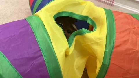 A Guinea Pig in a Tunnel Video stock 246992905