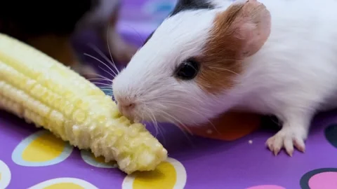 Guinea Pig vs. sweat Corn, Guinea Pig Enjoying Fresh Corn, bunny, Stock Footage 343822980