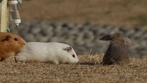 Guinea Pigs and Rabbit Playing Outside. Stock Footage 233972104