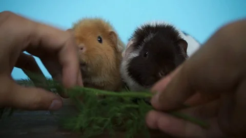 Guinea pigs are sitting eating fresh parsley Stock Footage