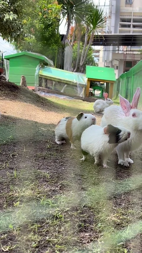 Guinea pigs are white with a few black spots Stock Footage 322978663