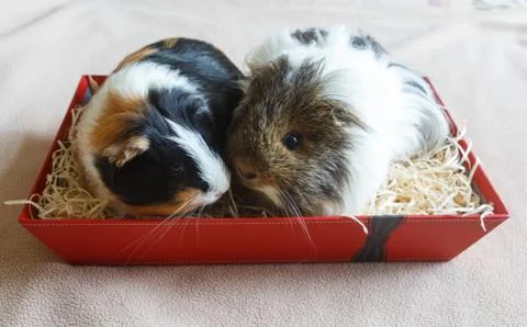 Guinea pigs in a box Stock Photos