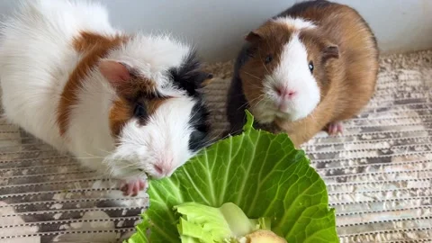 Guinea Pigs Chewing Cabbage Leaves – Cute Pet Rodents Macro Shot Stock Footage 330166538