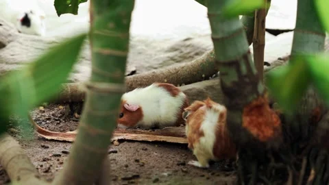 Guinea Pigs Chewing Tree Bark as More Animals Enter the Frame Stock Footage 345715133