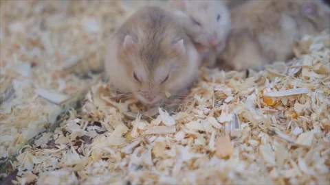 Guinea pigs in a crystal cage to use them for experiments 스톡 동영상 78100800