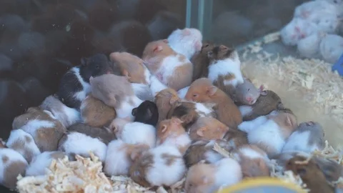 Guinea pigs in a crystal cage to use them for experiments 스톡 동영상 86519610