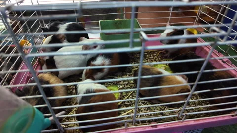 Guinea pigs eating and drinking in a pet store cage Stock-Footage 336087498