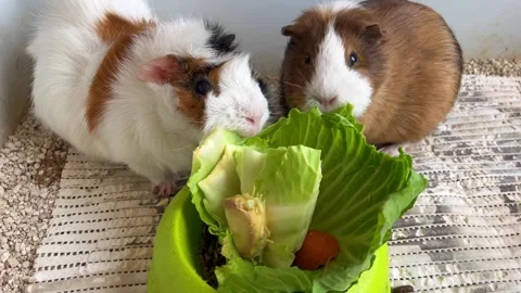 Guinea Pigs Eating Fresh Cabbage – Detailed Close-Up of Rodents Feeding Stock Footage 330166520