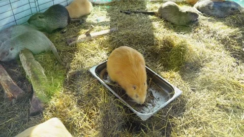 Guinea pigs enjoy their time in a farm setting with food and straw during a sunn Stock Footage 331369149