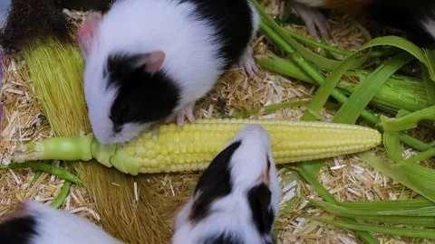 Guinea Pigs Enjoying Fresh Corn in colorful environment. Guinea pigs eating time Stock Footage 343821102