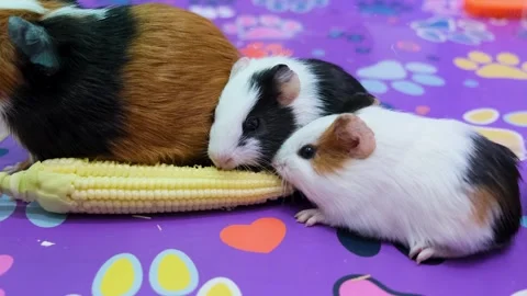 Guinea Pigs Enjoying Fresh Corn. Little Guinea pigs eating food friendly. Stock Footage 343822238