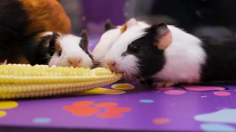 Guinea Pigs Enjoying Fresh Corn. Little Guinea pigs eating food friendly. Stock Footage 343822265