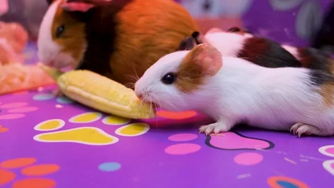 Guinea Pigs Enjoying Fresh Corn. Little Guinea pigs eating food friendly. Stock Footage 343822277